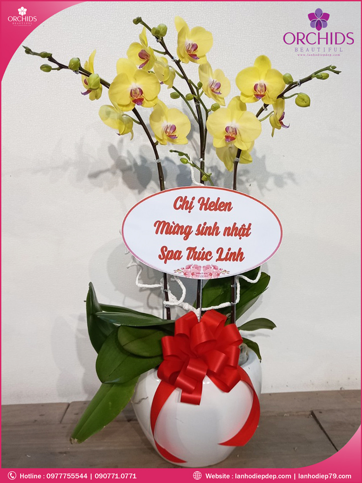 Chậu hoa lan hồ điệp vàng 3 cành