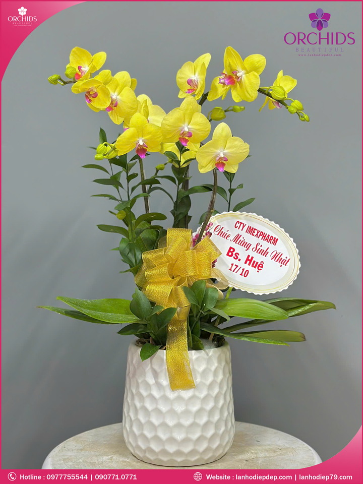 Chậu hoa lan hồ điệp vàng 3 cành