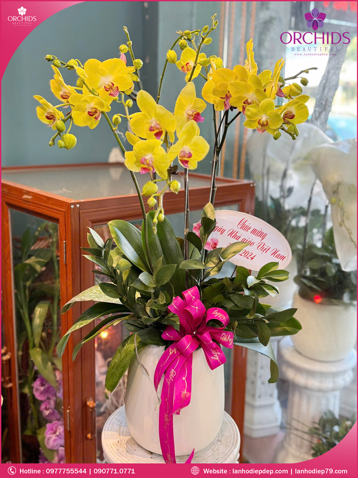 Chậu hoa lan hồ điệp vàng 3 cành