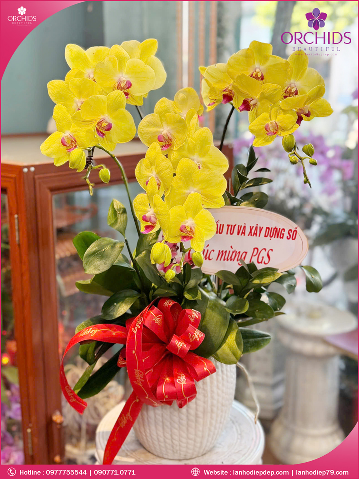 Chậu hoa lan hồ điệp vàng 3 cành