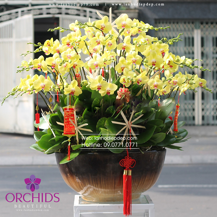 Chậu lan hồ điệp 30 cành hoa vàng siêu đẹp
