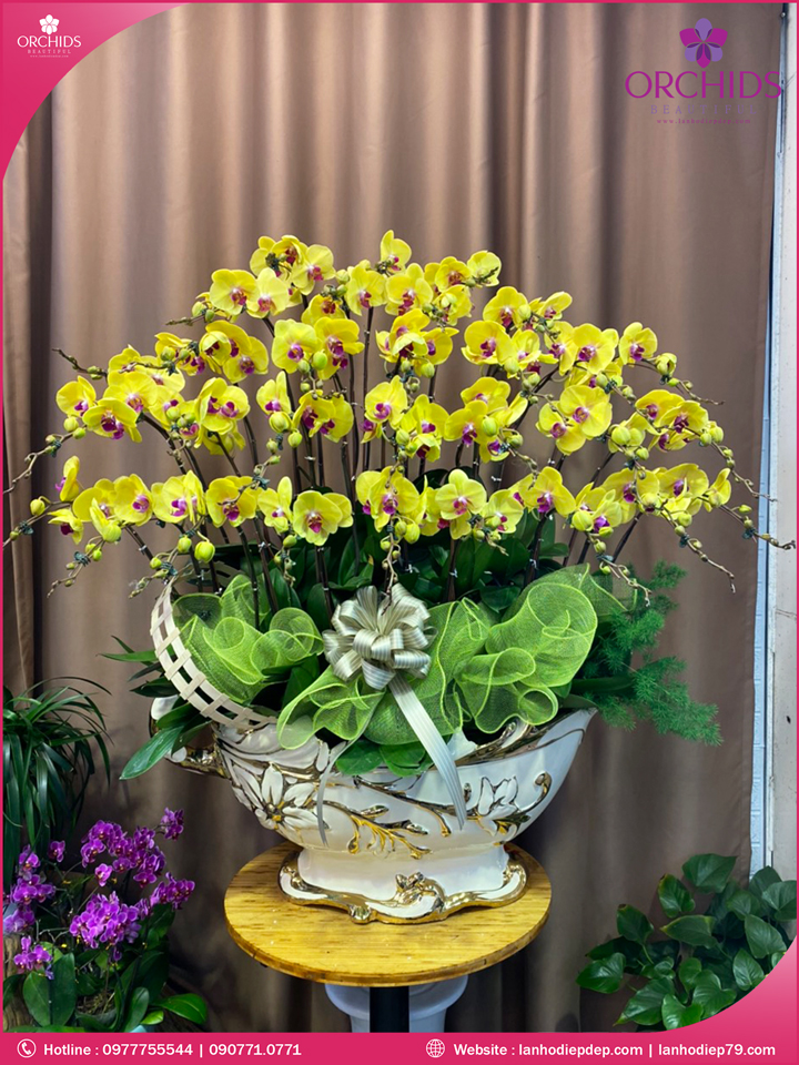 Chậu hoa lan hồ điệp vàng 30 cành