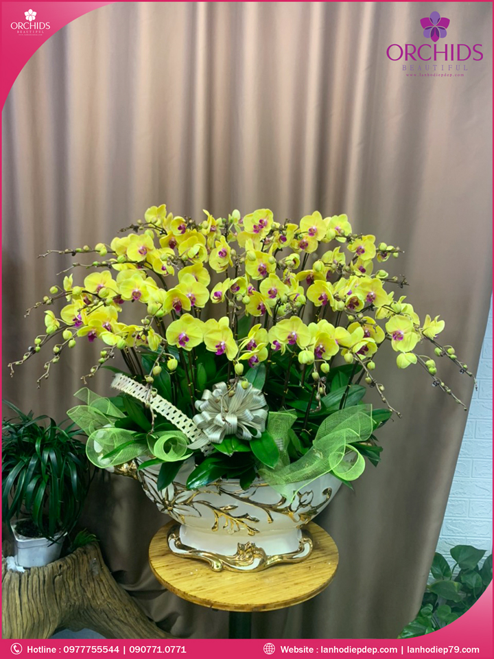 Chậu hoa lan hồ điệp vàng 30 cành