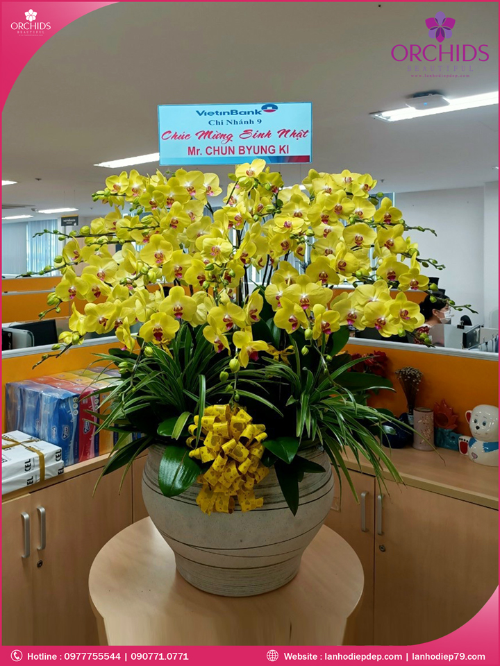 Chậu hoa lan hồ điệp vàng 30 cành