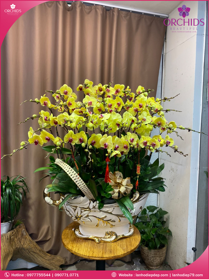 Chậu hoa lan hồ điệp vàng 30 cành