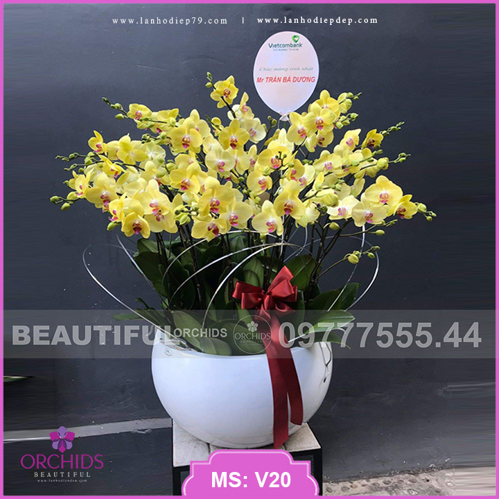 Chậu hoa lan hồ điệp đẹp, sang trọng được Beautiful Orchids decor 30 cành hoa màu vàng