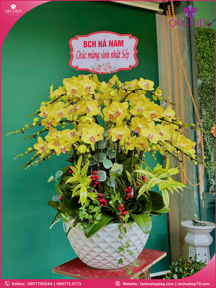 Chậu hoa lan hồ điệp vàng 30 cành