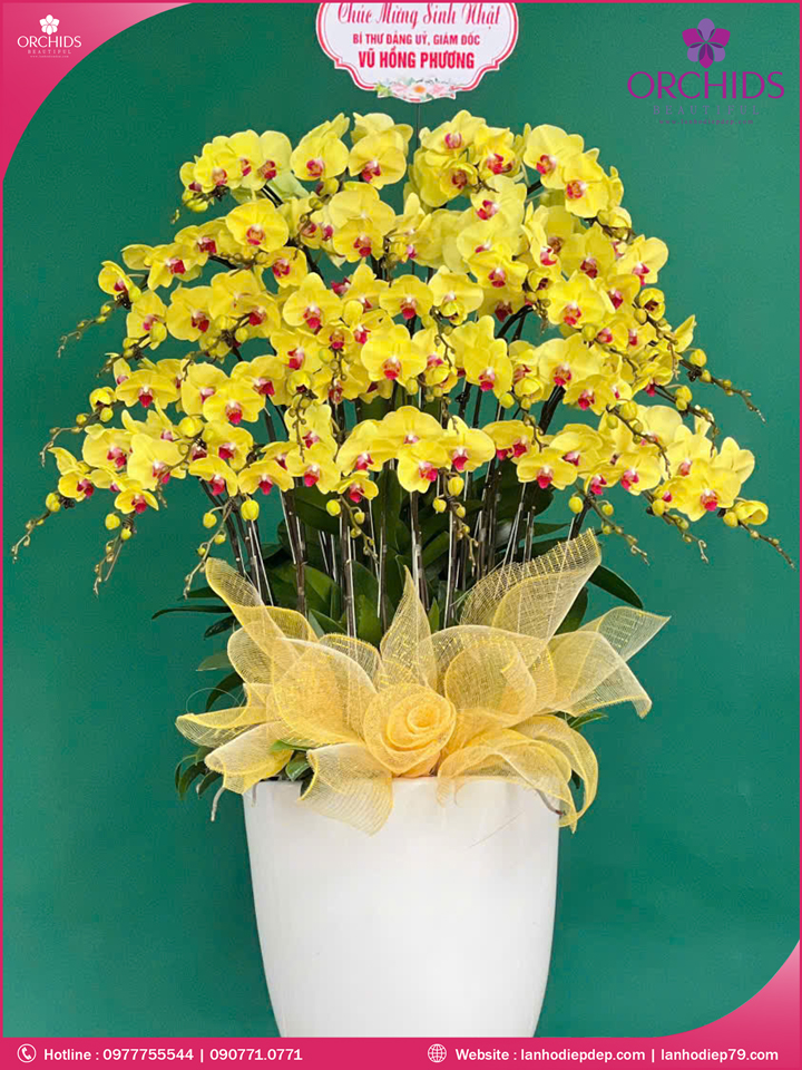 Chậu hoa lan hồ điệp vàng 30 cành