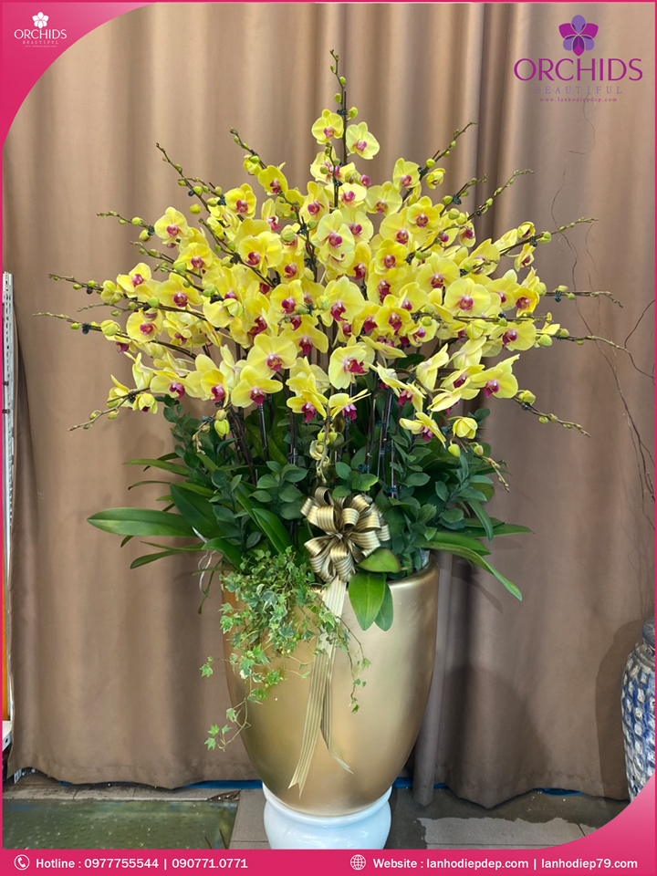 Chậu hoa lan hồ điệp vàng 30 cành