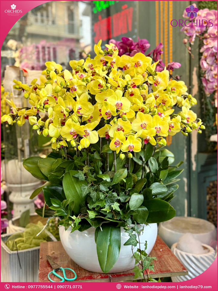Chậu hoa lan hồ điệp vàng 30 cành