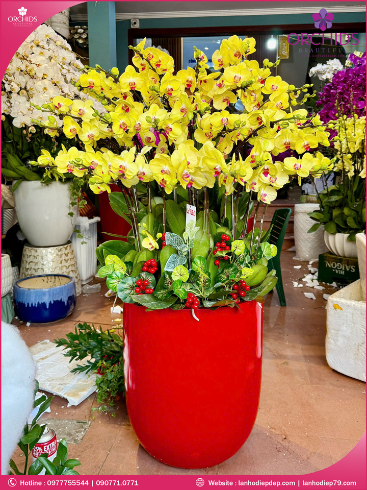 Chậu hoa lan hồ điệp vàng 30 cành