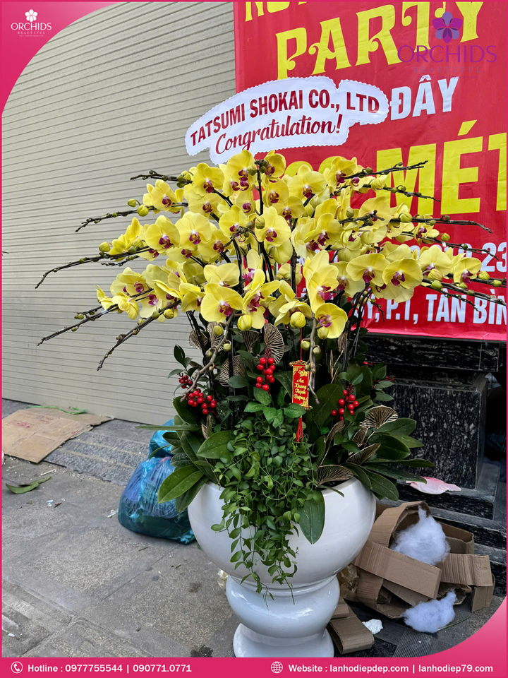 Chậu hoa lan hồ điệp vàng 30 cành