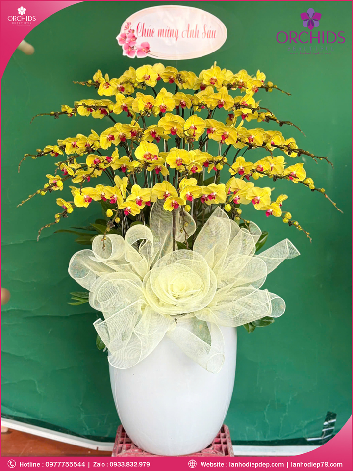 Chậu hoa lan hồ điệp vàng 30 cành V530
