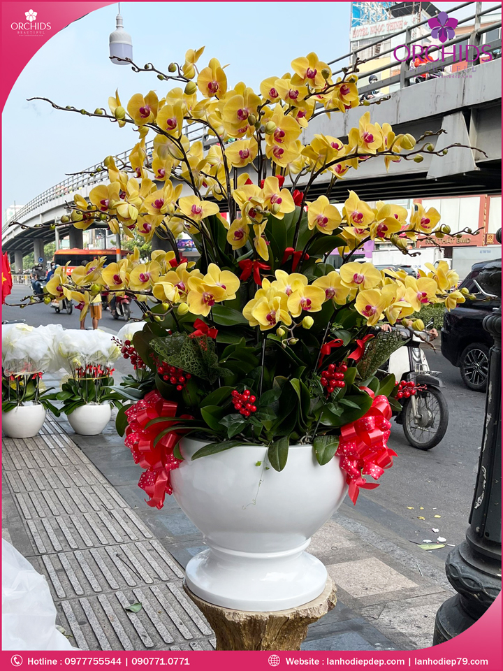 Chậu hoa lan hồ điệp vàng 30 cành