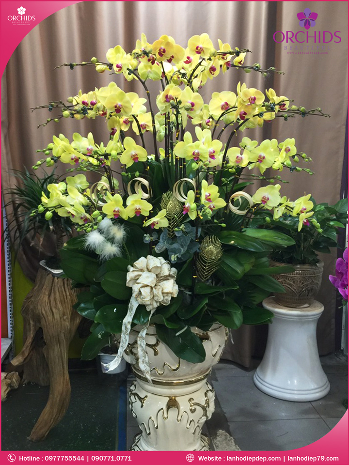 Chậu hoa lan hồ điệp vàng 30 cành