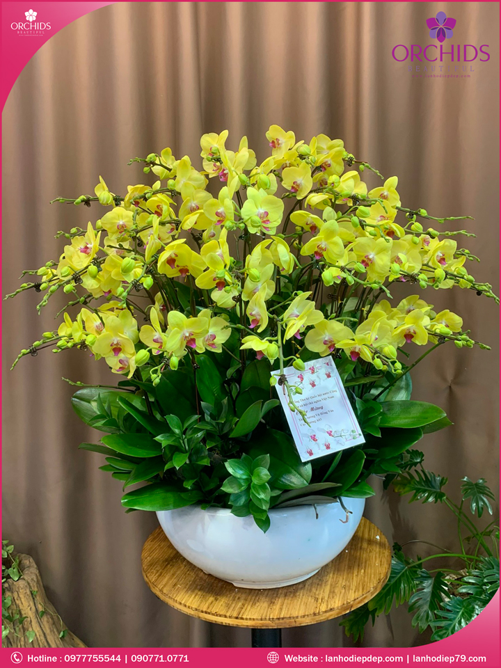 Chậu hoa lan hồ điệp vàng 35 cành