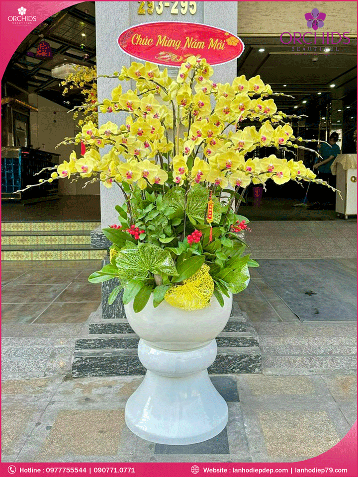 Chậu hoa lan hồ điệp vàng 35 cành