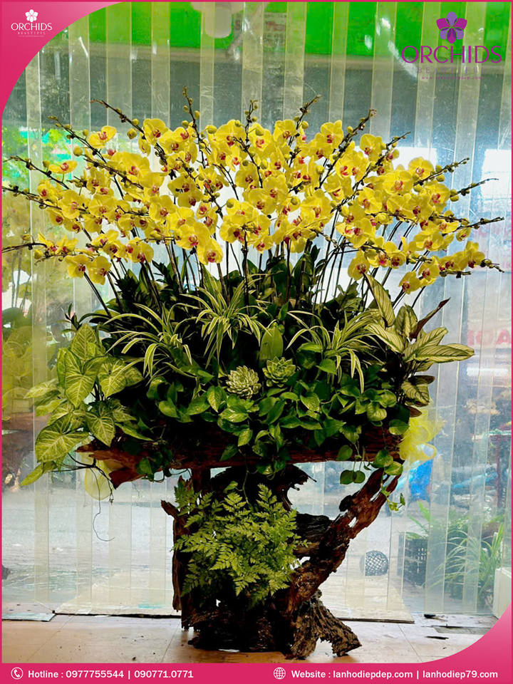 Chậu hoa lan hồ điệp vàng ghép lũa 35 cành