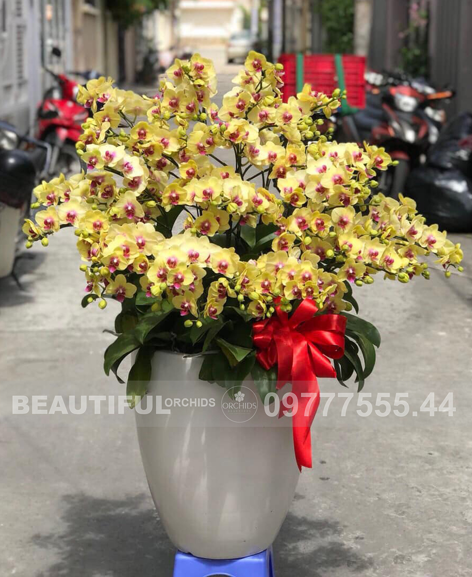 Chậu hoa lan đẹp tặng sếp, chúc mừng sinh nhật sếp