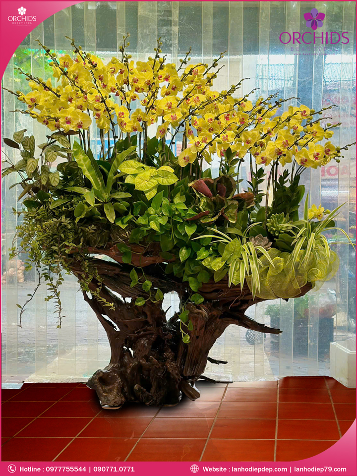 Chậu hoa lan hồ điệp vàng ghép lũa 40 cành