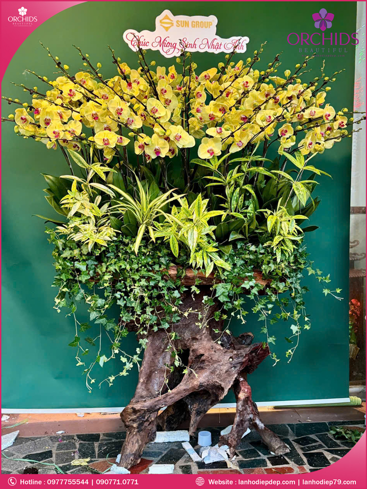 Chậu hoa lan hồ điệp vàng ghép lũa 45 cành