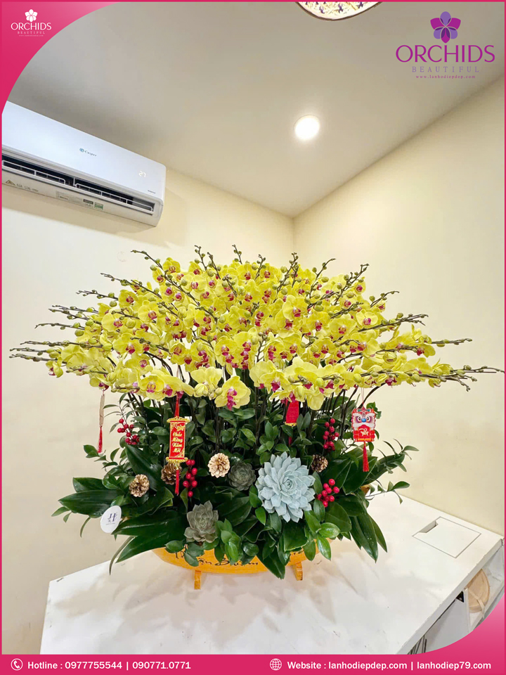 Chậu hoa lan hồ điệp vàng 45 cành