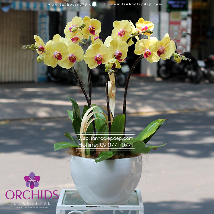 Chậu lan hồ điệp 5 cành hoa màu vàng