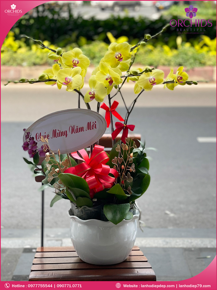 Chậu hoa lan hồ điệp vàng 5 cành