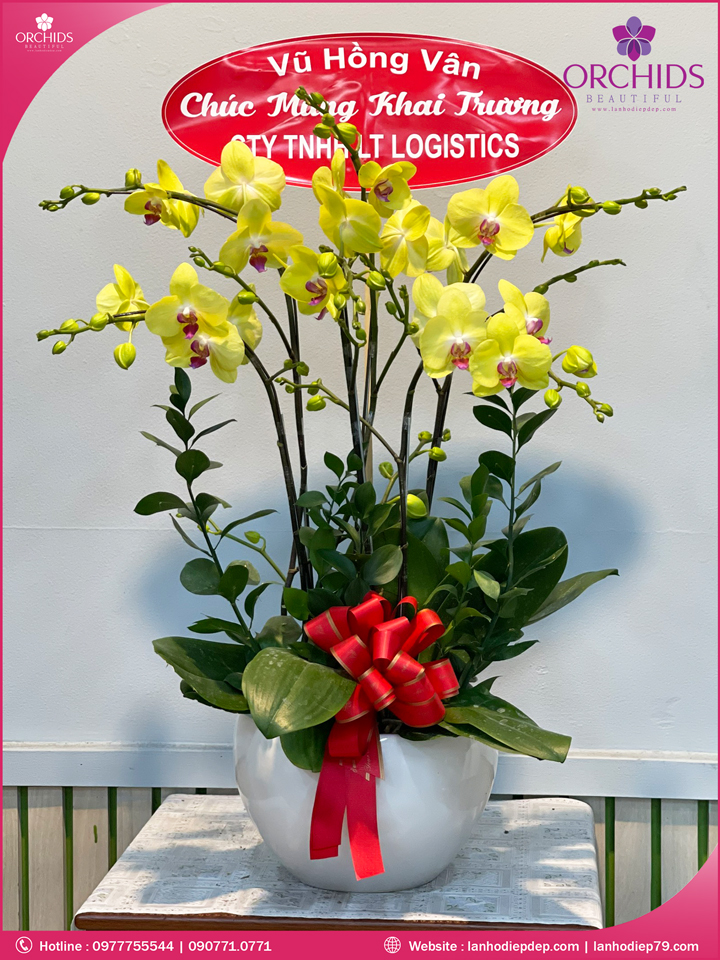 Chậu hoa lan hồ điệp vàng 5 cành