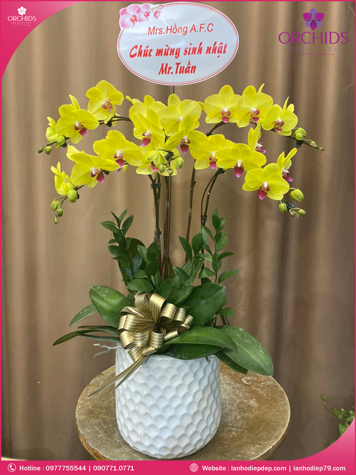 Chậu hoa lan hồ điệp vàng 5 cành