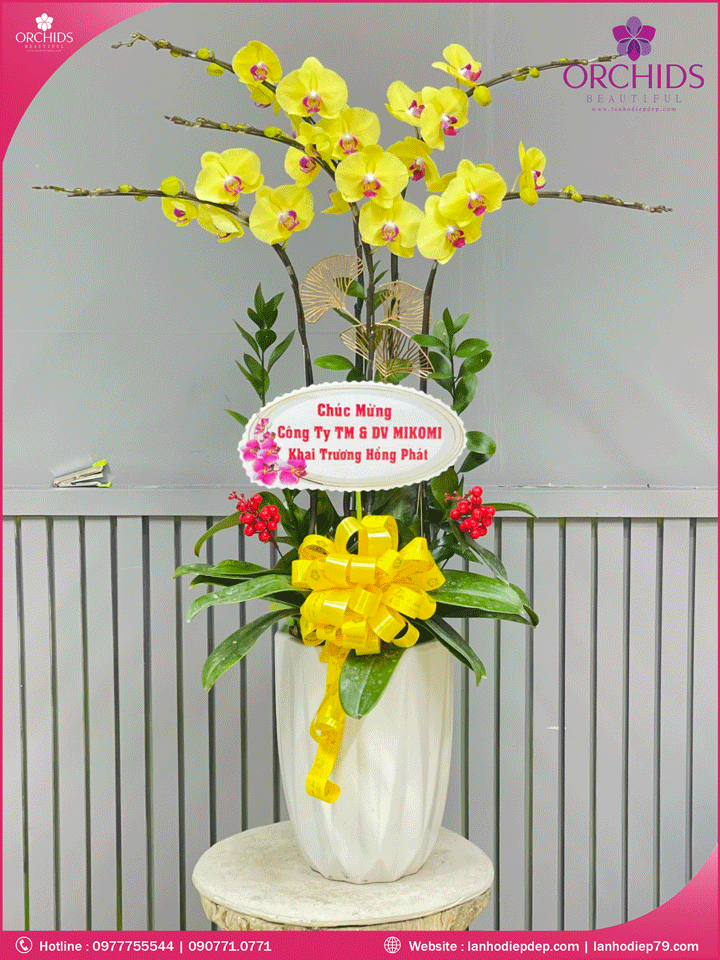 Chậu hoa lan hồ điệp vàng 5 cành