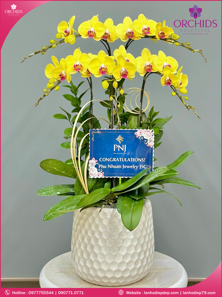 Chậu hoa lan hồ điệp vàng 5 cành