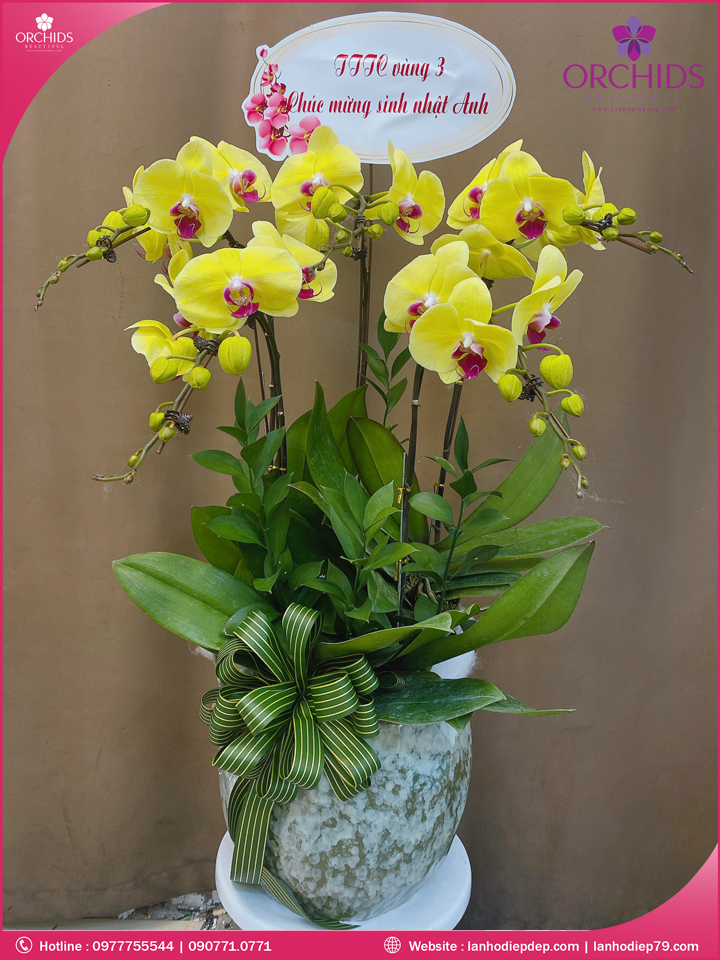 Chậu hoa lan hồ điệp vàng 5 cành