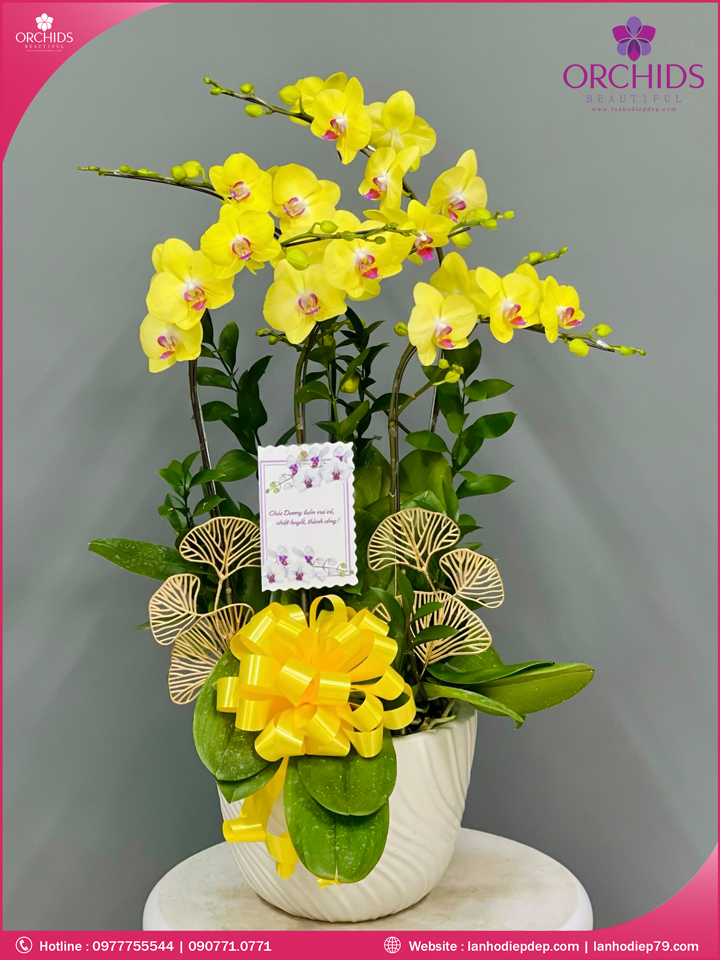 Chậu hoa lan hồ điệp vàng 5 cành