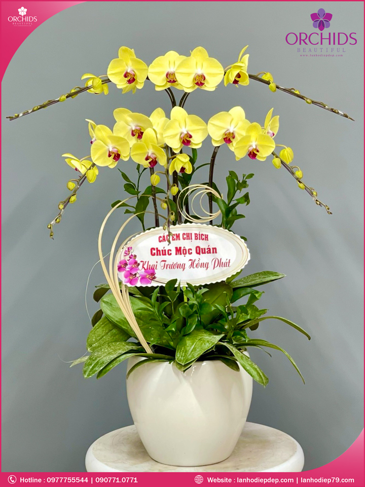 Chậu hoa lan hồ điệp vàng 5 cành