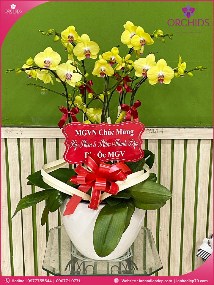 Chậu hoa lan hồ điệp vàng 5 cành