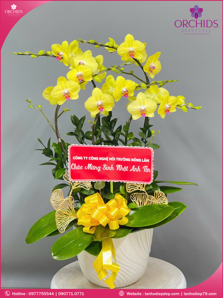 Chậu hoa lan hồ điệp vàng 5 cành