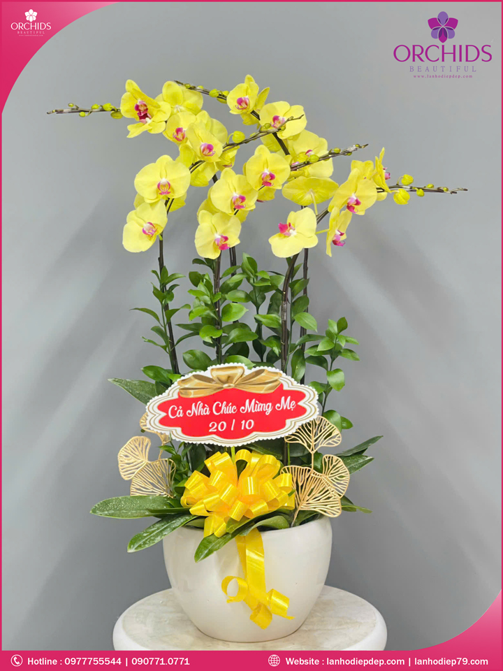Chậu hoa lan hồ điệp vàng 5 cành