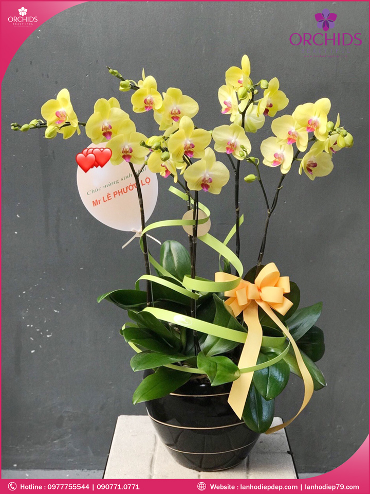 Chậu hoa lan hồ điệp vàng 5 cành
