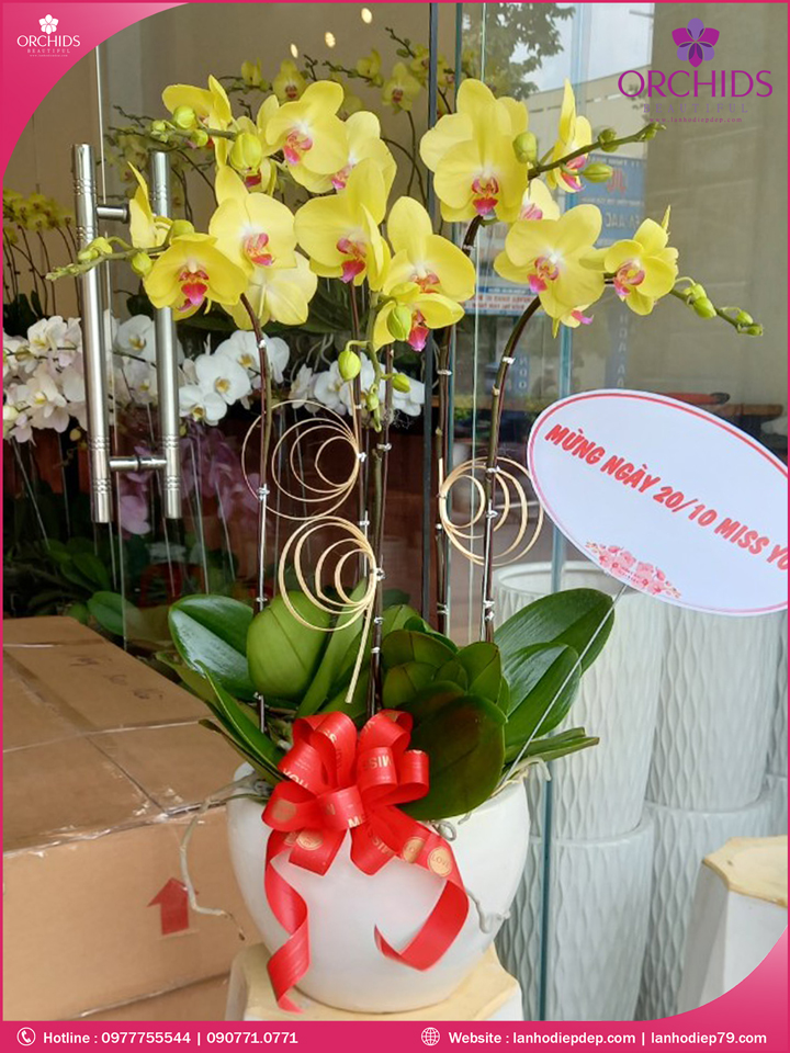 Chậu hoa lan hồ điệp vàng 5 cành
