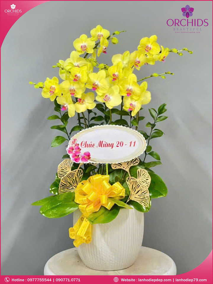 Chậu hoa lan hồ điệp vàng 5 cành