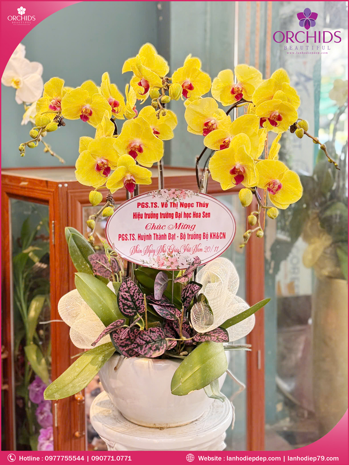 Chậu hoa lan hồ điệp vàng 5 cành