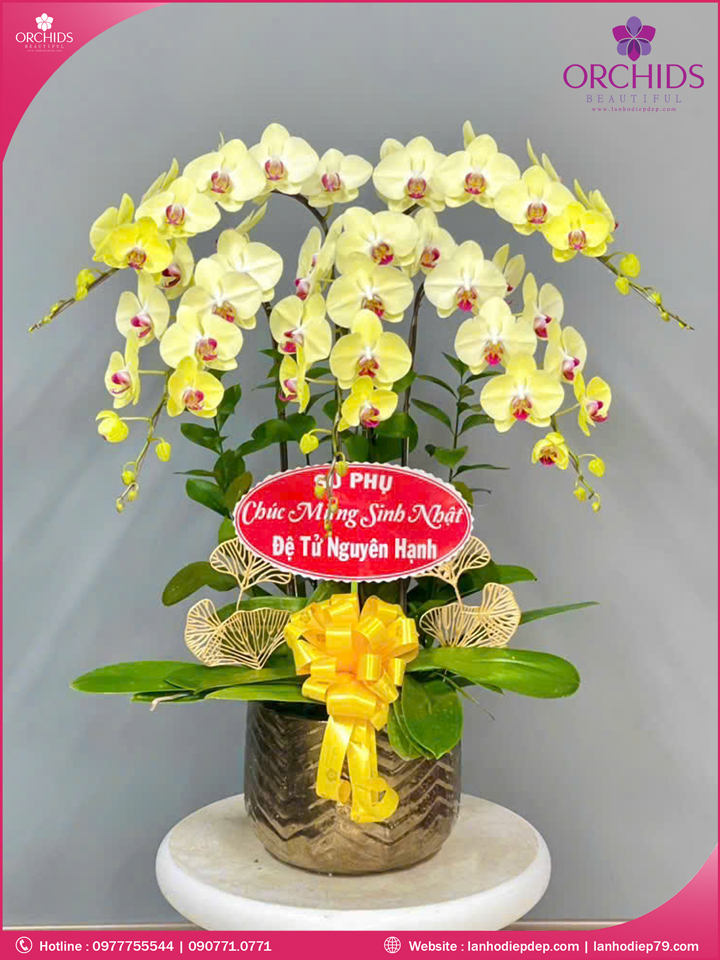 Chậu hoa lan hồ điệp vàng 5 cành