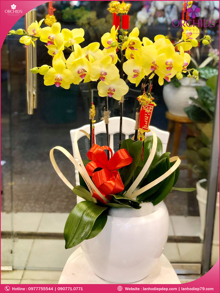 Chậu hoa lan hồ điệp vàng 5 cành