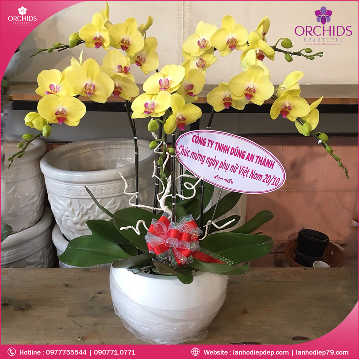 Chậu hoa lan hồ điệp vàng 5 cành