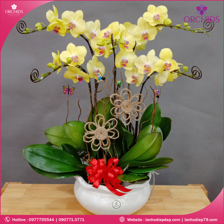 Chậu hoa lan hồ điệp vàng 5 cành