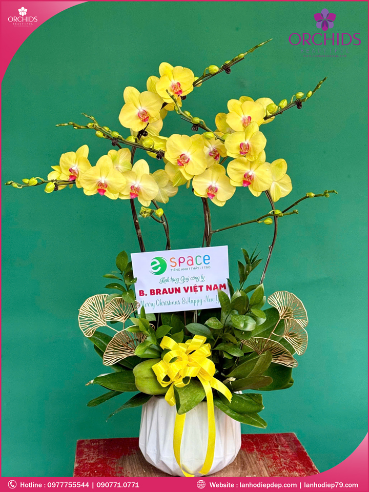 Chậu hoa lan hồ điệp vàng 5 cành