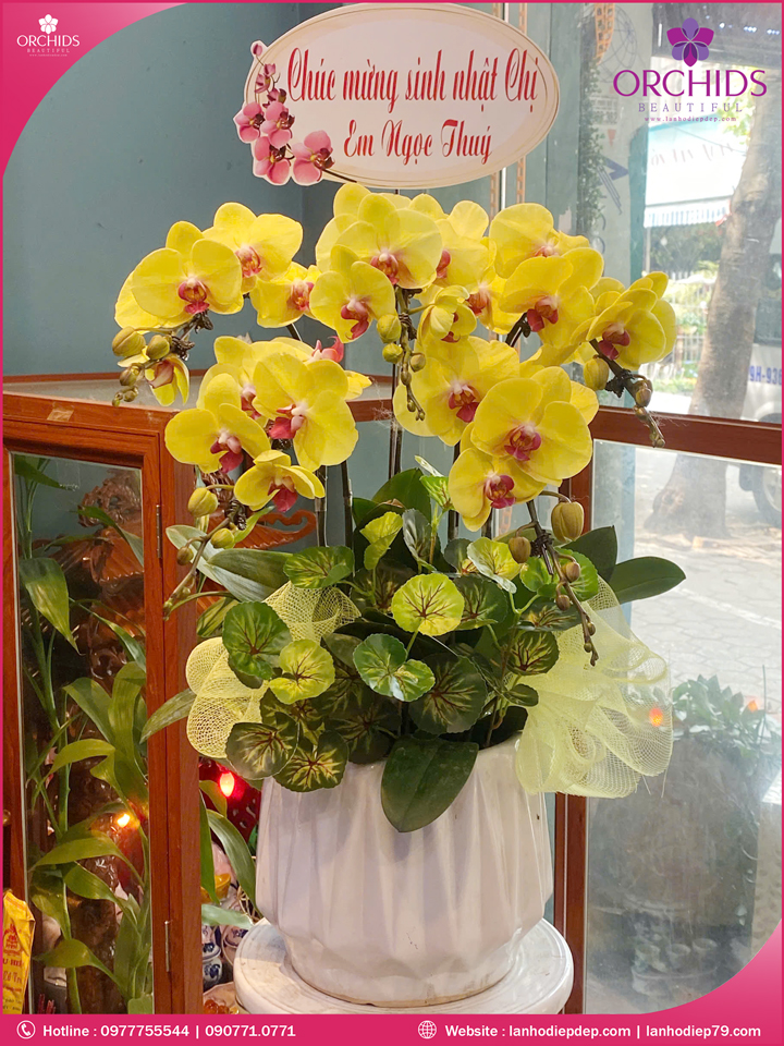 Chậu hoa lan hồ điệp vàng 5 cành