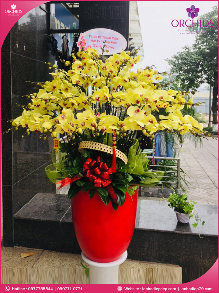 Chậu hoa lan hồ điệp vàng 50 cành