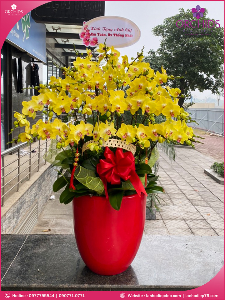 Chậu hoa lan hồ điệp vàng 50 cành
